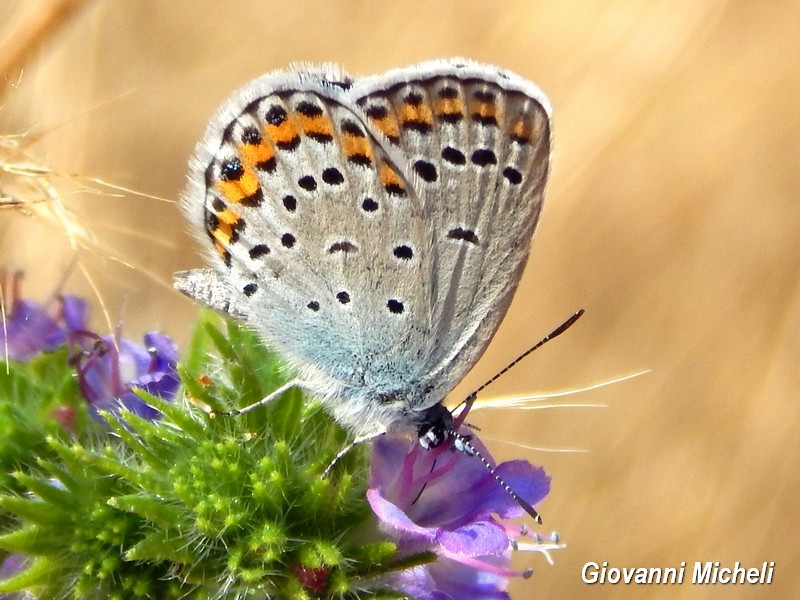 Plebejus ...argus1?